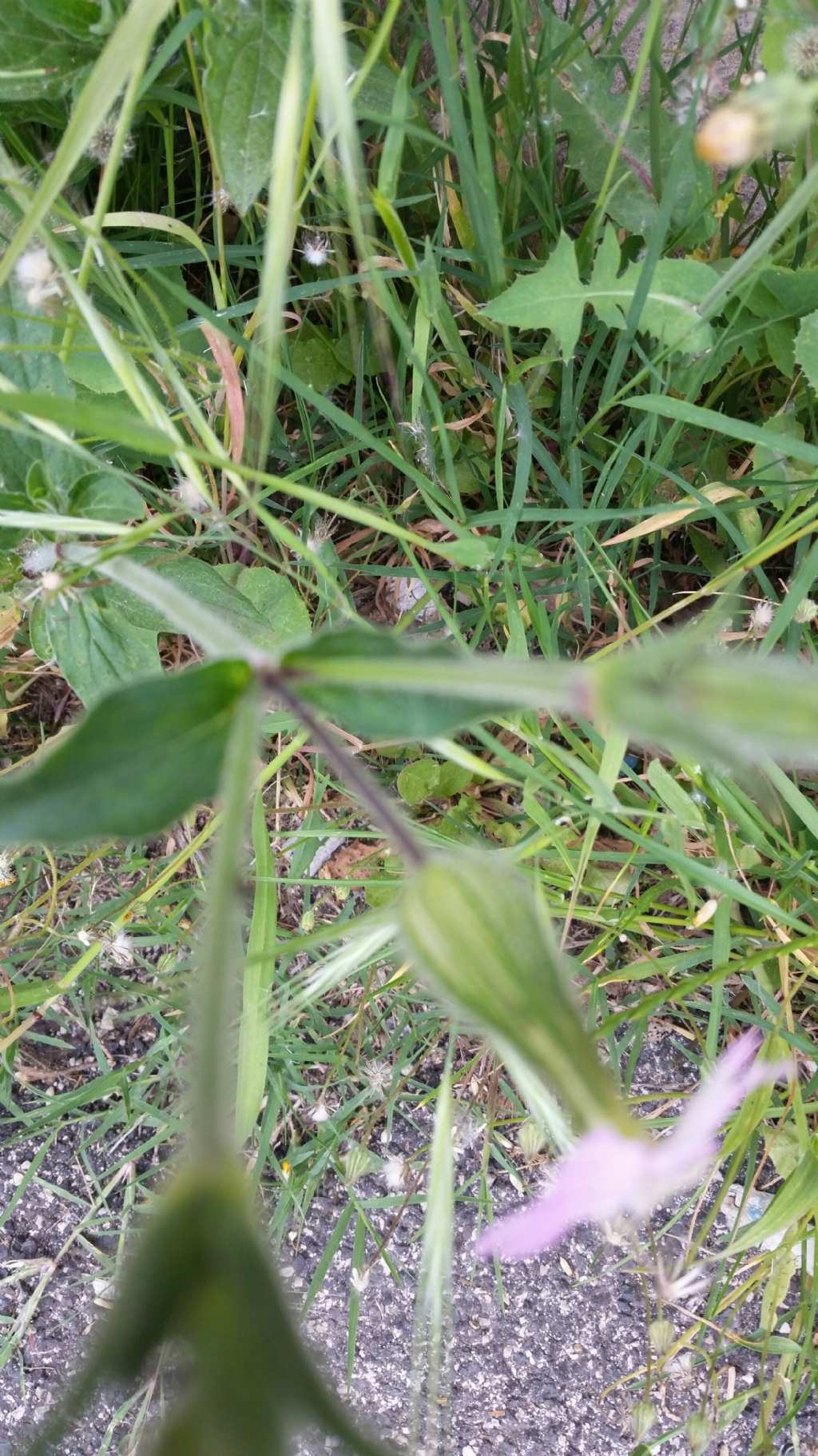 Silene latifolia (Caryophyllaceae)